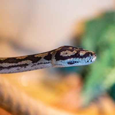 Ruitpython - De Zonnegloed - Dierenpark - Dieren opvangcentrum - Sanctuary